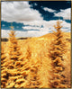 40x50 Here and Elsewhere XI, Framed Artwork, Gold