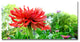 ''Zinnia Garden'' Canvas Art by Kathie McCurdy