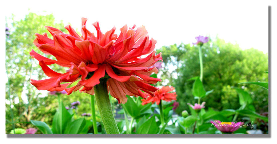 ''Zinnia Garden'' Canvas Art by Kathie McCurdy