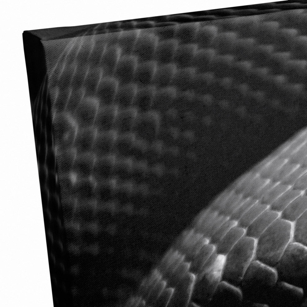 Black and White Snake Skin Texture Print on Canvas