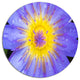 Blooming Violet Lotus Close-Up, Flowers Round Wall Art, 11"