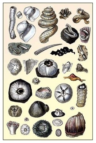 Shells: Annelides and Cirripedes- Gallery Wrapped Canvas Art 28" x 42"