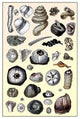 Shells: Annelides and Cirripedes- Gallery Wrapped Canvas Art 28" x 42"
