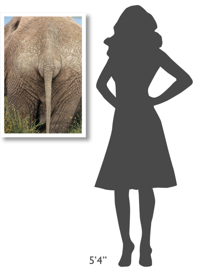 "African Elephant butt, Africa" Digital Paper Print by Tim Fitzharris, 22"x32"
