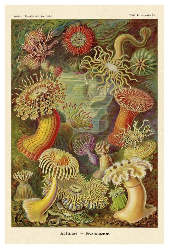 "Haeckel Nature Illustrations: Actiniae" Paper Print by Ernst Haeckel, 22"x32"