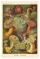 "Haeckel Nature Illustrations: Actiniae" Paper Print by Ernst Haeckel, 22"x32"