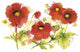 "Flores Rojas VI" Digital Paper Print by Shirley Novak, 38"x26"