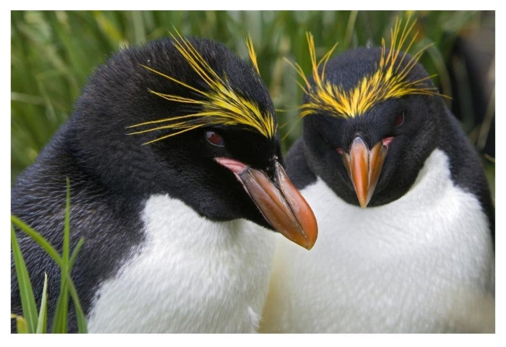 "Macaroni Penguin pair, Cooper Bay, South Georgia Island" Paper Art, 20"x14"
