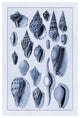 "Shells: Trachelipoda #6 (Blue)" Digital Paper Print by G.B. Sowerby, 22"x32"