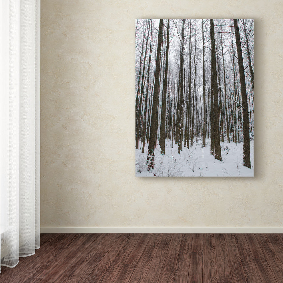"Winter Tall Trees" by Thom Sivo, Canvas Art, 47"x35"