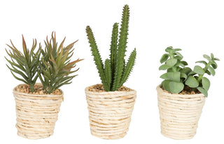 Full product view showing all three potted succulents on a white background (best overall representation).