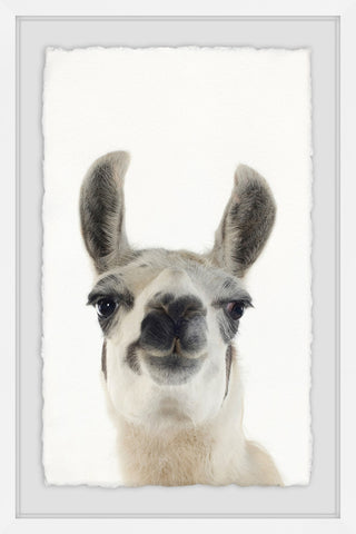 "Black and White Llama" Framed Painting Print, 30"x45"