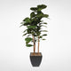 7'' Brazilian Fiddle Leaf Tree With Real Wood Trunks in Metal Planter, Black