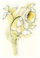 "Carols Roses III" Digital Paper Print by Shirley Novak, 26"x34"