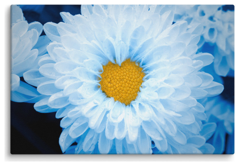Blue Tinted Chrysanthemums Nature Photo Botanical Floral Canvas Wall Art Print, 24" X 36"