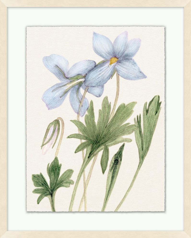 Vintage Floral Sketch 1, Giclee Reproduction Artwork