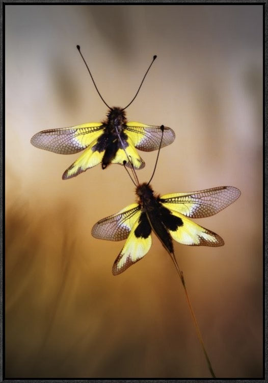 "Owlflies" Framed Canvas Giclee by Jimmy Hoffman, 21x31"