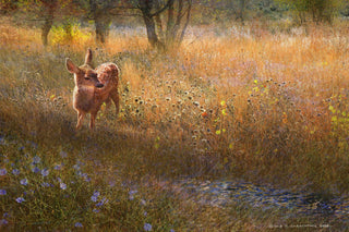 "Flowered Meadow Fawn" Print on Canvas by Chris Vest