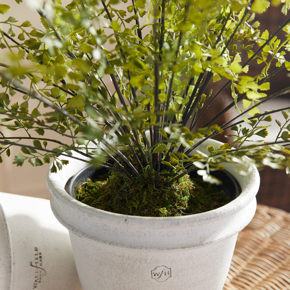 Maidenhair Drop-In 30"