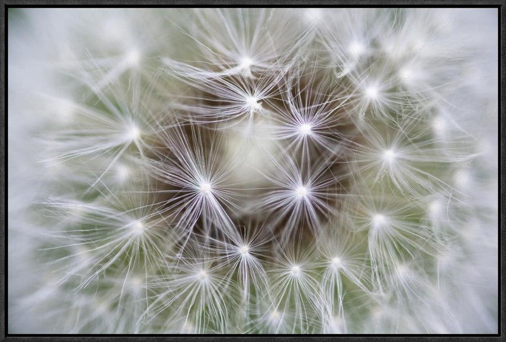 "Dandelion seed head showing achenes, Bavaria, Germany"  by Konrad Wothe, 25x17"