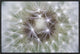 "Dandelion seed head showing achenes, Bavaria, Germany"  by Konrad Wothe, 25x17"