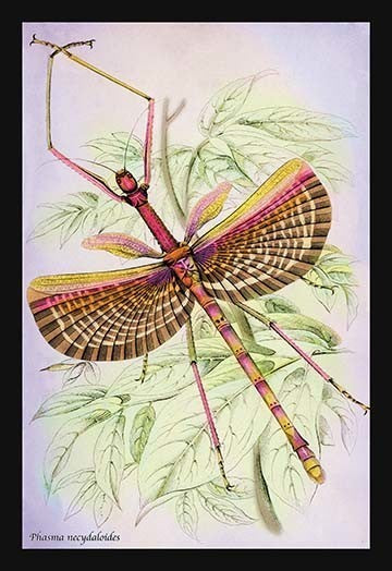 Insect: Phasma Necydaloides - Gallery Wrapped Canvas Art 28" x 42"
