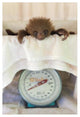 "Hoffmann's 2-toed Sloth on scale, Aviarios Sloth Sanctuary" Paper Art, 14"x20"