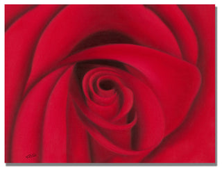 'Red Rose' Canvas Art by Rio