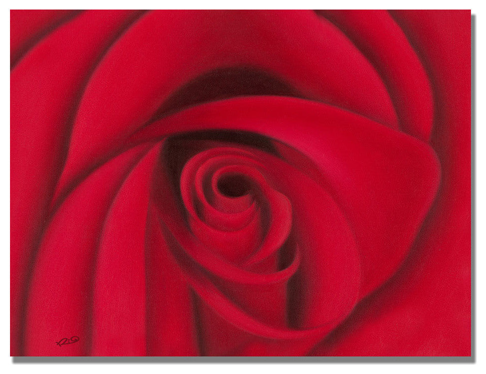 'Red Rose' Canvas Art by Rio