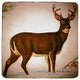 Deer in Snow Coaster - 3 Sets of 4 (12 Total)