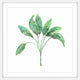 Marmont Hill, "Sage Herb" by Thimble Sparrow Framed Painting Print, 32x32
