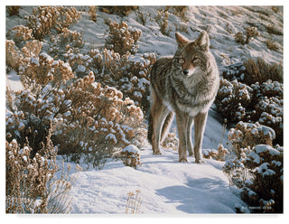 Ron Parker 'Winter Sage Coyote' Canvas Art, 24"x18"