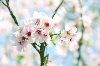 "Spring Blooming" Painting Print on Canvas by Irena Orlov