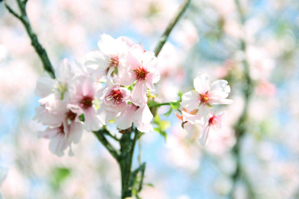 "Spring Blooming" Painting Print on Canvas by Irena Orlov