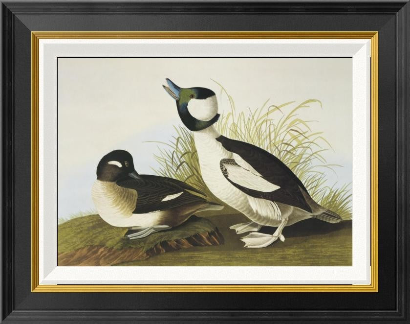 "Buffel-Headed Duck" Framed Canvas Giclee by John James Audubon, 22"x18"