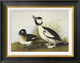 "Buffel-Headed Duck" Framed Canvas Giclee by John James Audubon, 22"x18"