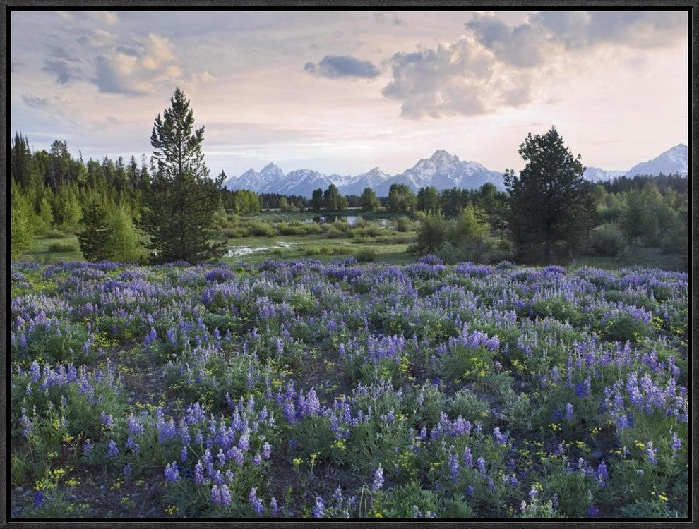 "Lupine meadow, Grand Teton National Park, Wyoming"  by Tim Fitzharris, 25x19"