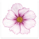 "Magenta Cosmo on White" Wall Art Frameless Free Floating Tempered Glass