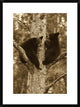 "Black Bear two cubs in tree, Orr, Minnesota"  by Matthias Breiter, 24x32"