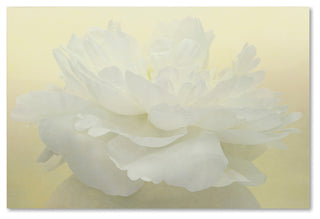Cora Niele 'Pure White Peony' Canvas Art