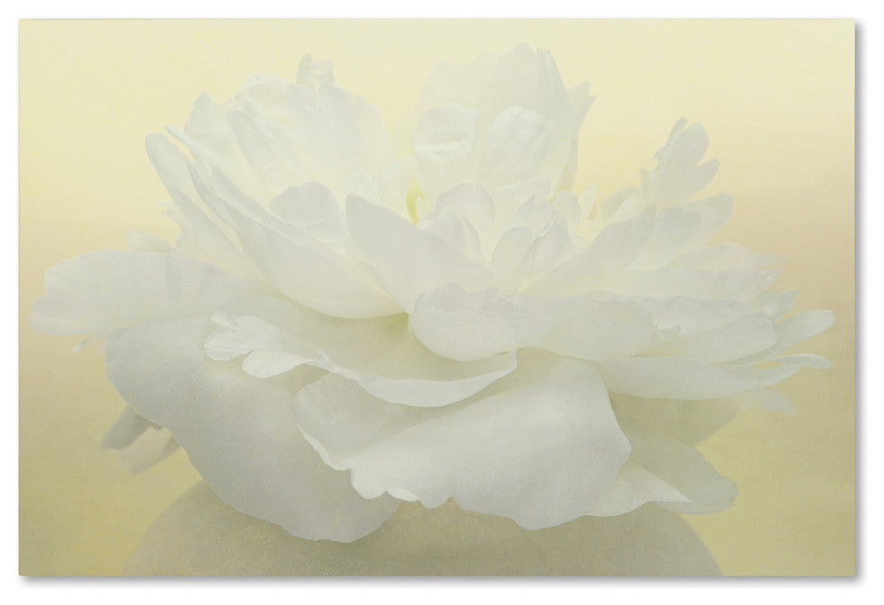 Cora Niele 'Pure White Peony' Canvas Art