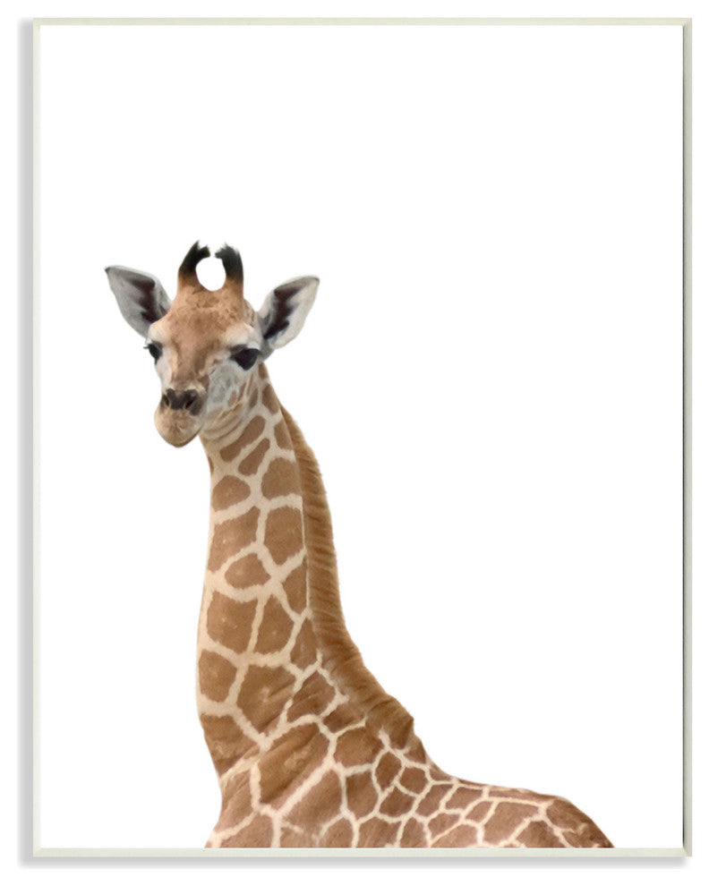 Baby Giraffe Studio Photo, Plaque, 10"x15"