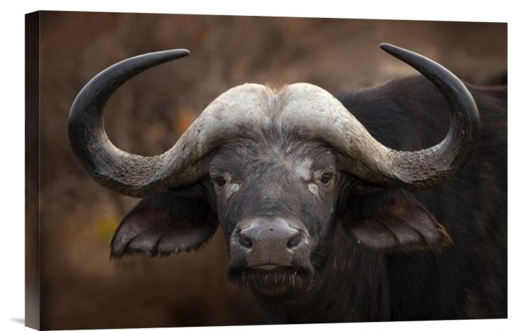 "A Buffalo Portrait" Stretched Canvas Giclee by Mario Moreno, 18x12"