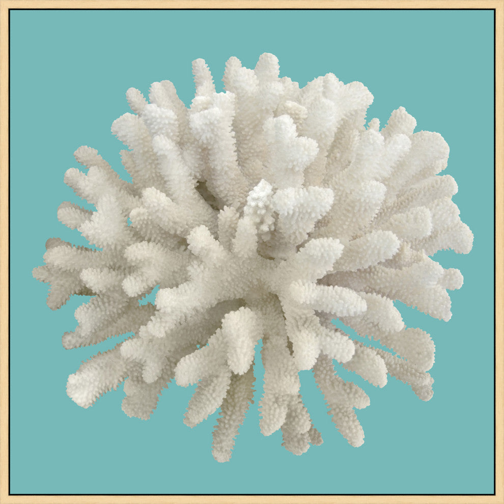 Coral On Aqua 6, Giclee Reproduction Artwork