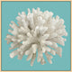 Coral On Aqua 6, Giclee Reproduction Artwork