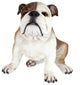 Buster The Bulldog