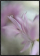 "In Pink Delight" Framed Canvas Giclee by Heidi Westum, 16x23"
