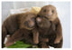 "Hoffmann's 2-toed Sloth babies, Aviarios Sloth Sanctuary" Paper Art, 20"x14"