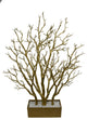 Dormant Tree With Wide Pot, Gold