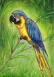 Betsy Drake Blue Macaw Outdoor Wall Hanging 24x30